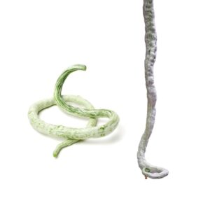 snake Gourd
