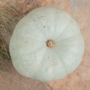 ash gourd