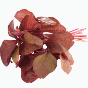 red amarnathus